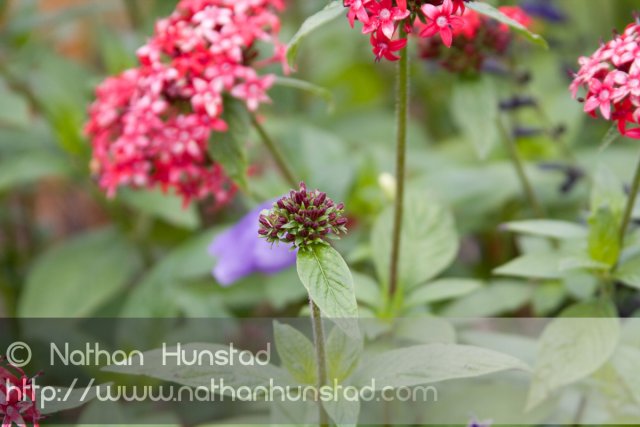 Flower_2008-10-05_IMG_2212